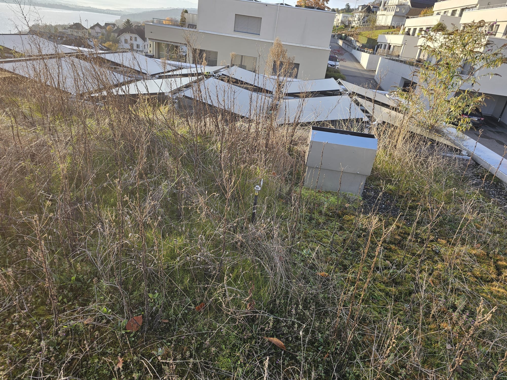 Starker Pflanzen- und Unkrautbewuchs rund um Solarmodule auf einem Flachdach