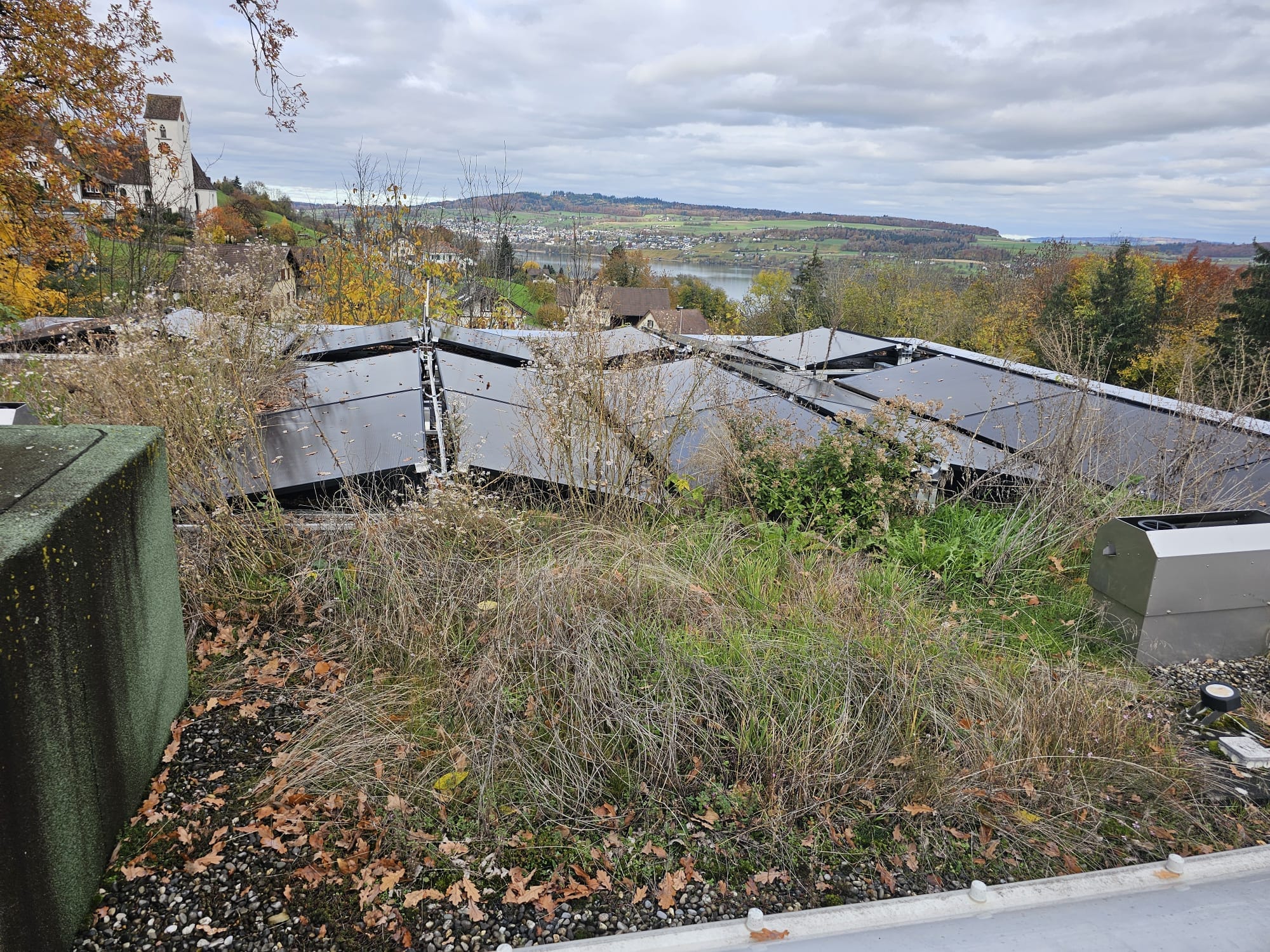 Hoher Pflanzenbewuchs zwischen und neben Photovoltaikmodulen vor der Entfernung