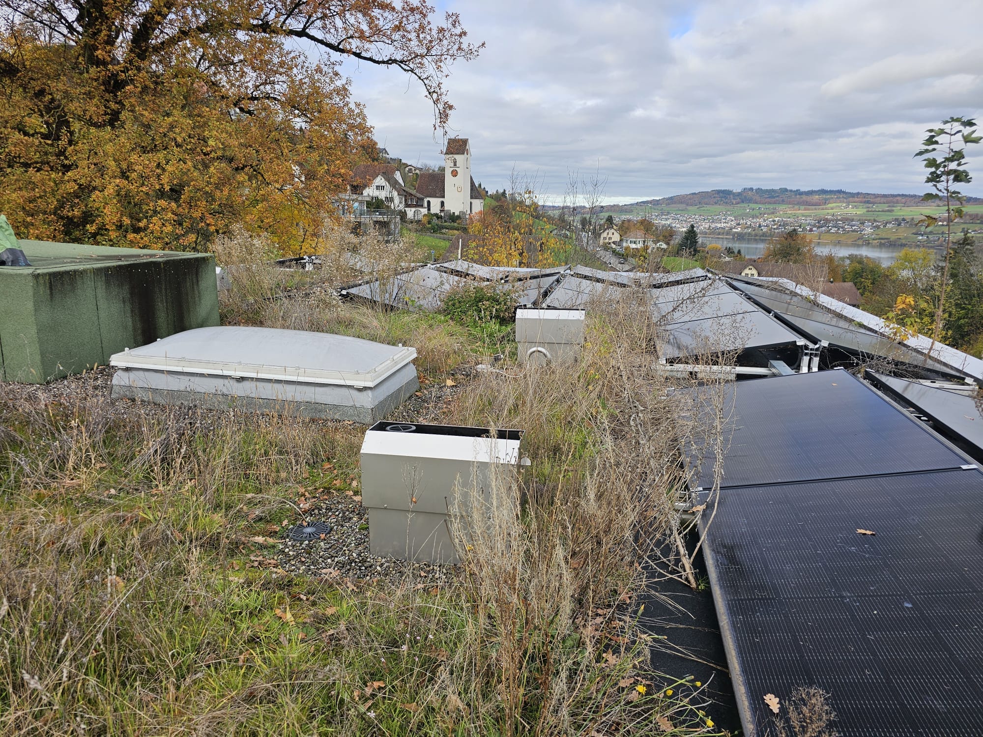 Starker Pflanzen- und Unkrautbewuchs rund um Solarmodule auf einem Flachdach