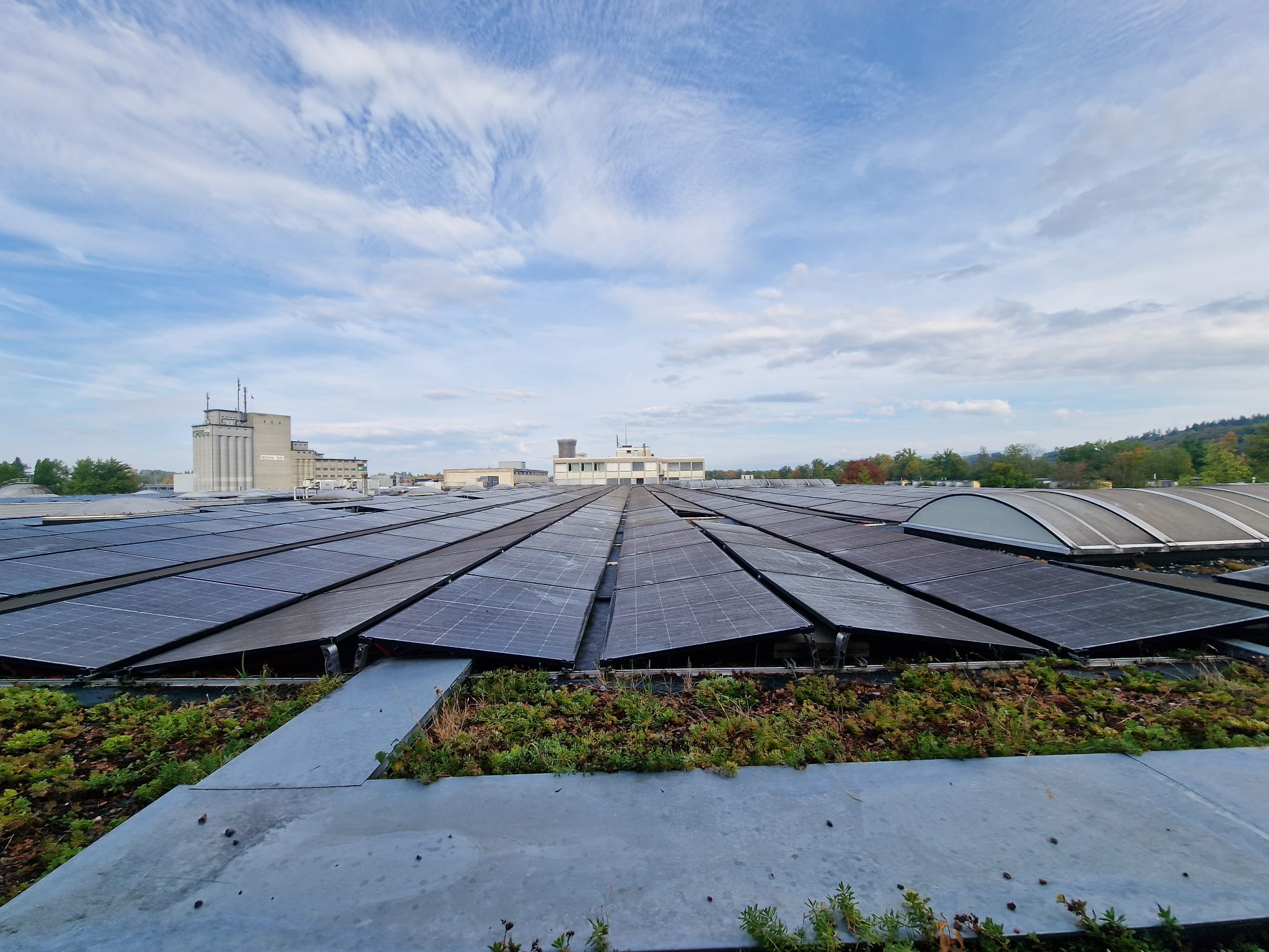 Photovoltaikmodule mit Bewuchs vor der Reinigung auf einer Industrieanlage in Bern